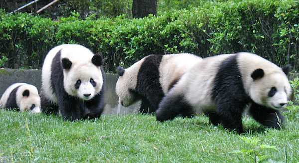 four-pandas